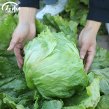 寿禾 生菜种子四季播紫色秋季季蔬菜莱种紫叶家庭种寿光菜籽叶菜种籽 （结球）寿禾生菜球种子10g