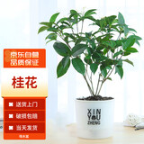 墨一桂花盆栽树苗浓香型花卉金桂四季桂室内桂花透明吸水盆 源头直发