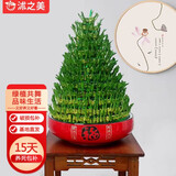 沭之美富贵竹塔水培植物宝塔竹水养竹塔客厅绿植旺宅竹子源头直发
