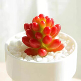 多肉植物小盆栽批发套装多肉组合桃蛋玉露绿植花卉桌面阳台办公桌 虹之玉3cm不带盆土