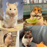 家养金丝熊小仓鼠精选虎纹眼圈奶牛熊米熊仓鼠活体宠物巨型苍鼠 金丝熊+米熊 一公一母