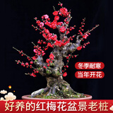 花翁红梅花盆栽室外花卉耐寒植物老桩 红梅树苗（1-1.5cm粗）源头直发