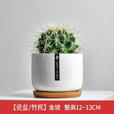 绿荫巷子仙人掌球多肉植物盆栽室内类电脑桌面绿植小盆栽组合好养肉肉盆景 【金琥】白瓷含托盆 含盆