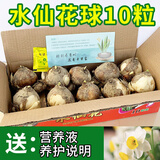 惜林园 正宗漳州水仙花 水培植物水养花卉 冬季室内盆栽球根