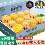 橙市码头云南人参果 人参果 珍品圆果当季新鲜水果黄肉人生果礼盒带箱送礼 2斤 颗颗甄选 【净重1.5斤 无礼盒】