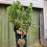 花喜鹊脆皮金桔树苗带果发货盆栽纯甜蜜糖金桔苗可食用橘子树苗室内四季 十年金桔造型盆栽