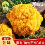 菌益 新鲜金耳1000g 云南特产鲜货黄金耳脑耳黄木耳糯耳 煲煮食材