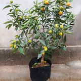 花喜鹊脆皮金桔树苗带果发货盆栽纯甜蜜糖金桔苗可食用橘子树苗室内四季 八年金桔壮苗盆栽（带果发货）