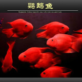 血红鹦鹉鱼活体发财鱼财神鱼大型热带观赏鱼淡水好养 9-11红+黄鹦鹉各1