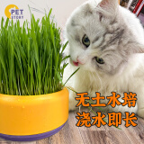 petofstory猫咪零食猫草种植盆栽无土懒人水培猫草杯含5包猫草种子