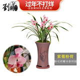 劉閣蘭花四季兰花苗中华红 夏带浓香花苞出售内带多个好养花卉盆栽 紫薇粉荷3苗连体裸根送肥