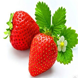 春草碧草莓苗四季草莓苗庭院阳台盆栽地栽奶油草莓苗水果四季可结果树苗 S红脸颊草莓苗 4颗草莓苗+4个盆