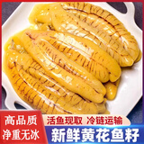 黄花鱼籽新鲜超大鱼鱼蛋鱼卵鱼肚鱼白大鱼籽袋大黄花鲜活海鲜冷冻 2斤（2盒）【高品质无冰衣】