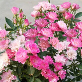 意轩【带花苞】欧月果汁阳台室内观花植物花卉盆栽四季开花月季 天荷繁星【大苗】【带花苞】