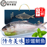 太湖海【年货珍馐礼盒】鲥鱼 鲜活现捕冰鲜淡水鱼类 江苏特产新孟河春节 鲥鱼（1-1.3斤/条）礼盒装