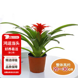 花翁鸿运当头盆栽室内花卉鲜花办公室客厅桌面摆件绿植物大花源头直发