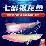 乐淘逸宠银龙鱼活体大中型热带观赏鱼鱼缸宠物淡水风水鱼发财鱼金龙鱼 16-17cm七彩银龙1条