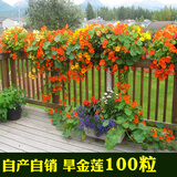 播种心情 旱金莲种子旱荷花种子垂吊室外爬藤爬墙花卉种籽阳台盆栽四季 混色旱金莲100粒