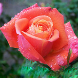 花无痕 玫瑰花苗 当年开花绿植盆栽室内外花卉观花植物庭院阳台蔷薇月季 J光辉1棵