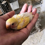 豪蚨鹦鹉雏半毛活体宠物观赏玄凤雏鸟牡丹小太阳活物亲人上手幼鸟豪蚨 黄桃牡丹半毛雏鸟1只