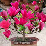 骏灏买1送2 玉兰花树苗四季开花庭院盆栽白紫广玉兰树苗矮化耐寒超矮 中国红玉兰 8年苗当年开花爆满1送2发3颗哦