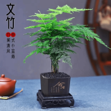 开时果 文竹盆栽桌面摆件盆景 办公室植物竹子水培绿植盆景源头直发包邮 舍得塑料盆+黑石+底座