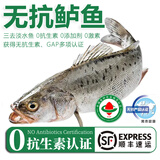 太湖海【无抗或有机认证 淡水鲈鱼】孕妇婴儿童食辅 鲜活三去鱼类水产 【无抗鲈鱼】200g/条*3条