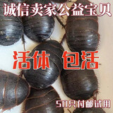 大母虫活体土元地鳖虫种虫产卵母土鳖虫用礼品500g包邮 土元生态活虫*500g