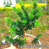 语墨罗汉松盆景树苗正宗雀舌红芽黑珍珠小叶罗汉松树苗小米叶盆栽 黑珍珠4年盆景素材带土球 不含盆