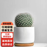 行湘玉翁仙人掌仙人球多肉植物盆栽摆件 玉翁+土+陶瓷盆+托 源头直发