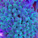 海葵荧光绿红海葵珊瑚绿地毯小丑鱼共生海葵软体鱼缸奶嘴 紫头奶嘴海葵10cm左右（绿奶品种