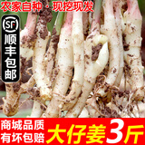 辰实【现挖发顺丰】四川嫩姜 新鲜生姜 红芽仔姜 子姜泡醋姜 四川嫩姜牙3斤