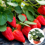 大禹菜苗秧蔬菜苗子大全活苗带土种苗秋冬季西红柿盆栽圣女果秧苗阳台 章姬草莓苗1棵 带盆带土发货