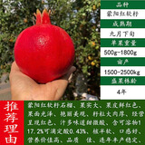 突尼斯软籽石榴树树苗石榴特大无籽苗当年结果地栽庭院临潼果树大 蒙阳红五年苗 81cm(含)-110cm(含)