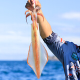 鲜可居东山县海岛 东海手钓大管火箭鱿鱼 中国枪乌贼  鲜活冻刺身 净重1350g/4-6条【可刺身】