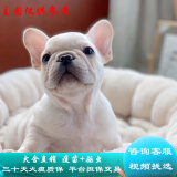 桓瑞宠物法牛犬幼犬幼崽法国斗牛犬纯种宠物狗狗活体犬舍直销中型犬保健康 宠物级 宠物级B款 公