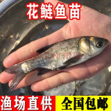 花鲢鱼苗淡水鱼塘养殖鲢鳙雄鱼麻鲢批发胖头鱼可食用大头鱼苗 10条9-12厘米花鲢鱼苗加饲料