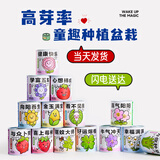 临雅儿童种植小盆栽幼儿园学生植物水果盆栽草莓罐头盲盒办公室内好养 随机1罐-不可自选