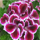 汉柠大花天竺葵花苗重瓣花卉庭院阳台盆栽天竹葵 精品15号花色 天竺葵苗1棵