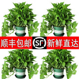 绿萝盆栽室内花卉绿植盆景净化空气绿箩长藤大叶茂盛办公家居摆设绿色植被带藤懒人吸水盆 加仑盆绿萝四盆+2营养液