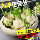 水仙花种球室内阳台水培水养水仙室外盆栽花卉冬天种耐寒植物种子 水仙花种球【1颗】+营养液