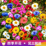 播种心情室外庭院花卉组合种子多年生四季阳台种子花籽孑 进口高档野花组合种子半斤