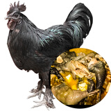 谷凡 四川山地乌骨鸡宗沐川县大楠黑鸡月子食膳乌鸡农家纯粮喂养散养 1年雄鸡（净重3.4-4斤）