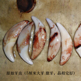 顾静飞真黑狗牙狼牙吊坠 男女项链手链脚链 宝宝婴儿儿童护身符生日礼物 中号4.1-4.4cm黑绳