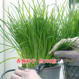 昂启蔬菜种子四季播盆栽阳台庭院香菜生菜菠菜小葱简单秋易种籽孑大全 四季小香葱 约700粒