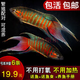 森悠（SARYOR）中国斗鱼活鱼活体普叉冷水淡水观赏鱼旁皮婆叉尾耐养花手巾好养 繁殖组 3-5cm 5条+1条防损