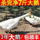 岽鲜 现杀4-8斤土鹅嫩鹅农家散养鹅肉新鲜大鹅白鹅活体冷冻笨老鹅生鲜 大鹅5-6斤