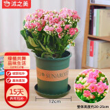 沭之美 长寿花绿植观花室内盆栽 长寿花粉色+0.5塑料加仑盆 源头直发