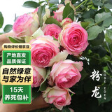 泰西丝爬藤月季花树苗浓香型庭院地栽 粉色龙沙20cm左右不含盆 源头直发