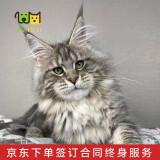 佳朔 纯血统大体缅因猫活体幼猫宠物猫大型缅因库恩猫温顺家养宠物猫 宠物级 【棕虎斑缅因】